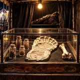 DACK: The Adirondack Bigfoot Body, The Cornell DNA, And A $10 Million Deadline | #WeirdDarkNEWS