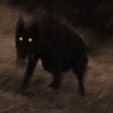 Adrianna’s Experience With Shadow Entities