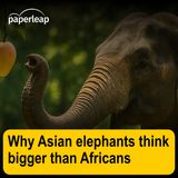 Why Asian elephants think bigger than Africans