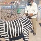 Exploding Toilets; Chow Chow Tigers, & Donkey Zebras