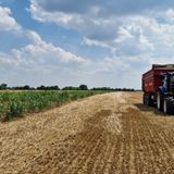 La crisi climatica cambia l’agricoltura: crollo delle semine di orzo e grano