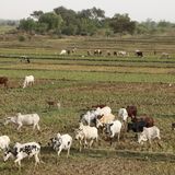 Dogondoutchi : la rareté des pluies affecte le pâturage (Le NIger du Niger)
