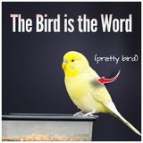 The Bird is the Word