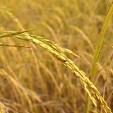19/03/2025 - Cenário do arroz
