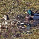 Canard colvert