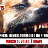 Bimbo Aggredito Da Un Pitbull In Italia: E’ Grave!