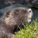 Ecología para todos: El castor, ingeniero del bosque boreal, llega a la Comunidad de Madrid