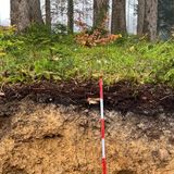 In Germania il suolo forestale ha compensato la perdita di carbonio degli alberi durante la siccità