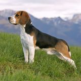 Il Tar del Lazio ferma gli esperimenti sui Beagle, Guarda (Verdi-Avs): “Vittoria di civiltà”