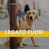 132 - Si puo’ lasciare il cane legato fuori dal negozio?