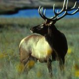 Wildlife Areas Close to Protect Wintering Elk