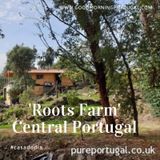 Good Morning Portugal! Casa do Dia: 'Cabin in the Woods' Central Portugal