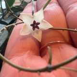 Episode 305 - Hoya blooming variables and what actually counts as science