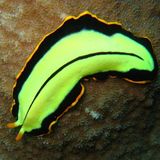 Las Formas de la Vida: 3- El Primer Cazador #ciencia #biologia #documental #podcast