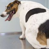 If Your Dog Is Fat - You Might Be Too.