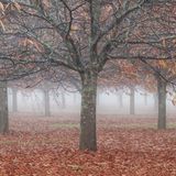 Harmonic Authenticity Reclaims Human Agency