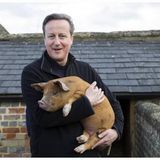 Le accuse a David Cameron su Droghe, sesso e maiali. Poi la promozione della musica dei nostri talenti musicali da tutto il mondo ....