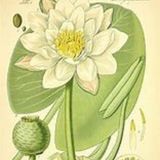 235: Water Lily, Wild Geranium, Leatherwood and Autumn Olive