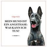 Mein Hund ist ein Angsthase: Was kann ich tun? - #20