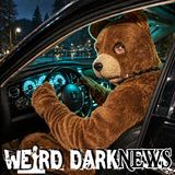 Bear Suit Insurance Scam Ends in Jail for Lake Arrowhead Trio