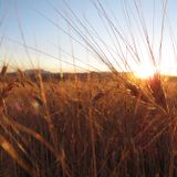 210: Wheat you can eat