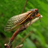 Cosmic Queries – Cicada Invasion! With Jessica Ware