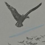 Cómo los pájaros consiguieron un rey | Cuentos De Astucia