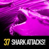 37 - Shark Attacks! Great Whites, Megalodon, & Blood in the Water…