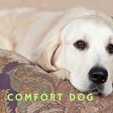 Comfort Dogs - Officer Mark Lickenfelt USF SP PD