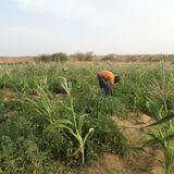 Le journal du 30 septembre 2026 - Arlit : des sites agricoles touchés par des ennemis des cultures