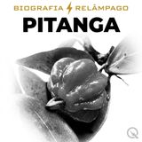 Pitanga Biografia Relâmpago — Retorno e Representatividade
