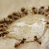 Ecología para todos: La función defensiva en las especies sociales