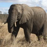009.1 African Bush Elephant