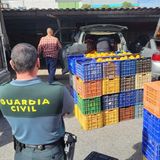 Comienza la campaña de robos de naranjas en el campo ante su alza de precios