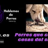 EPIDOSIO #85: Perros que comen comida y cosas del suelo