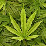 Crodino vs Cannabis legale