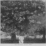 The Mango Tree by Arpad Nagy