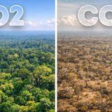 Scientists Say the Amazon Is Shifting to an Ancient Climate