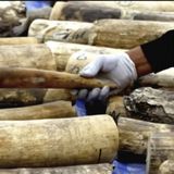 EL REY DEL MARFIL #documental #traficantes #corrupcion #podcast