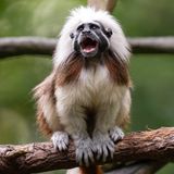 002.2 Cotton Top Tamarins