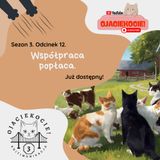 S3E12 - Współpraca popłaca.