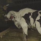 Lista de reglas extrañas para una vaca