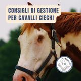 Arriva un cavallo cieco! Consigli di gestione