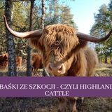 21 Skąd są Baśki? O szkockich krowach - rozmowa z Pawłem Farmerem