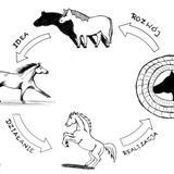 Odc.135 Model aktywnego działania