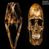 How Dinosaurs Cursed Humans With Aging