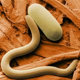Las Formas de la Vida: 1- Orígenes #ciencia #biologia #documental #podcast