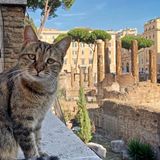i_gatti_e_la_trippa