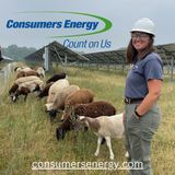 How Consumers Energy uses 'grass-powered woolen mowers' at WMU Solar Park (July 5, 2023)