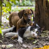 Cómo cuidar y proteger a las mascotas de petardos y cohetes